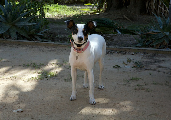 Parson Jack Russell Terrier on ranch in Spain